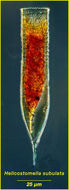 Image of Helicostomella subulata