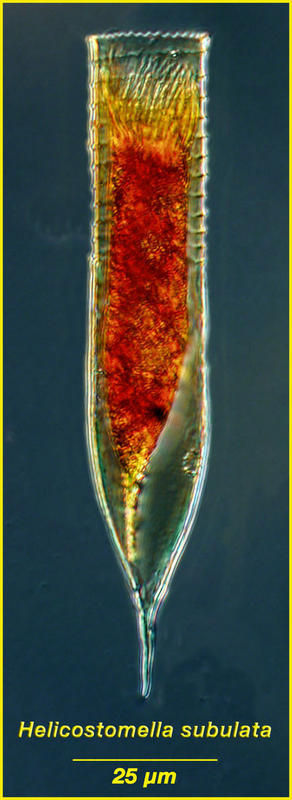 Image de Helicostomella subulata