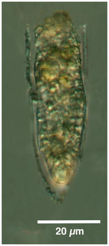 Image of Helicostomella Jörgensen 1924