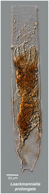 Image of <i>Laackmanniella prolongata</i>