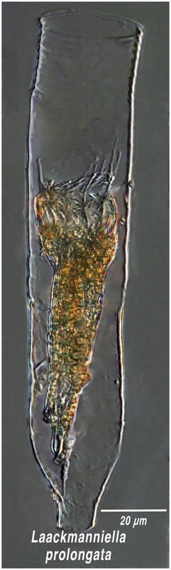 Image of Laackmanniella prolongata