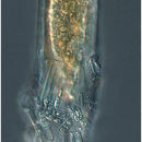 Image of <i>Laackmanniella naviculaefera</i> (Laackmann 1907) Kofoid & Campbell 1929