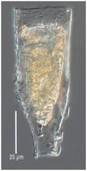 Image of Laackmanniella prolongata
