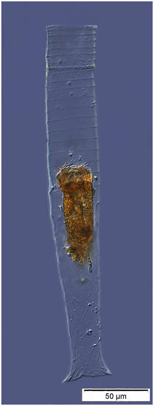 Image of Leprotintinnus pellucidus