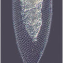 Image of Parafavella parumdentata