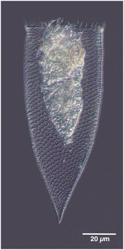 Imagem de Parafavella parumdentata