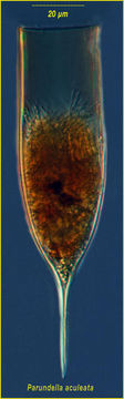 Imagem de Parundella aculeata