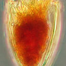 Слика од Proplectella acuta Jörgensen 1924