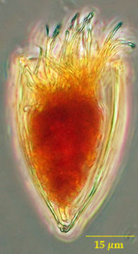 Imagem de Proplectella acuta Jörgensen 1924