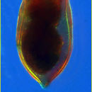 Image of Proplectella subacuta Kofoid & Campbell 1929