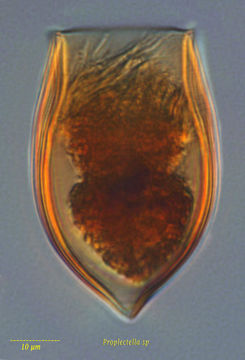 Imagem de Proplectella subacuta Kofoid & Campbell 1929