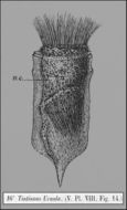 Image of Ptychocylis urnula (Claparède & Lachmann 1858)