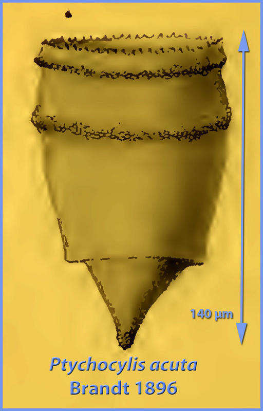 Image of Ptychocylis acuta Brandt 1896