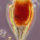 Image of Protorhabdonella simplex