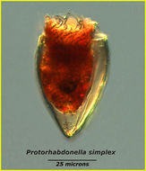 Image of Protorhabdonella simplex