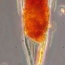 Imagem de Protorhabdonella striatura Kofoid & Campbell 1929