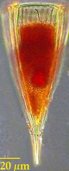 Image of Rhabdonella elegans
