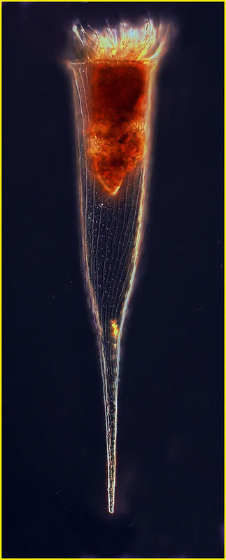 Image of Rhabdonella spiralis