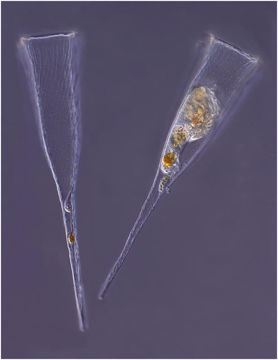 Слика од Rhabdonella spiralis