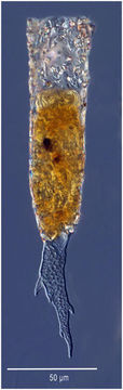 Image of Tintinnopsis cornigera Hada 1964