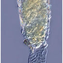 Image of Tintinnopsis cornigera Hada 1964