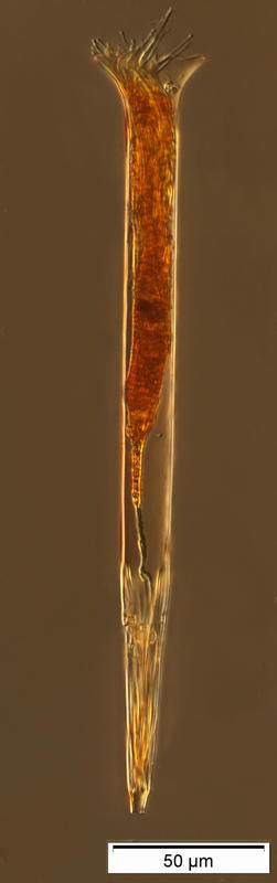 Image of Salpingella acuminata