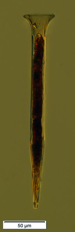 Image of Salpingella acuminata