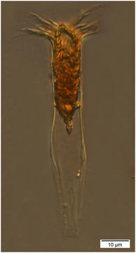 Image of Salpingella faurei Kofoid & Campbell 1929