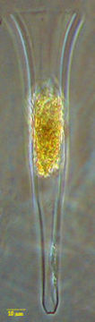 صورة Steenstrupiella intumescens (Jörgensen 1924) Kofoid & Campbell 1929