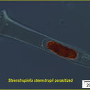 Image of Steenstrupiella Kofoid & Campbell 1929