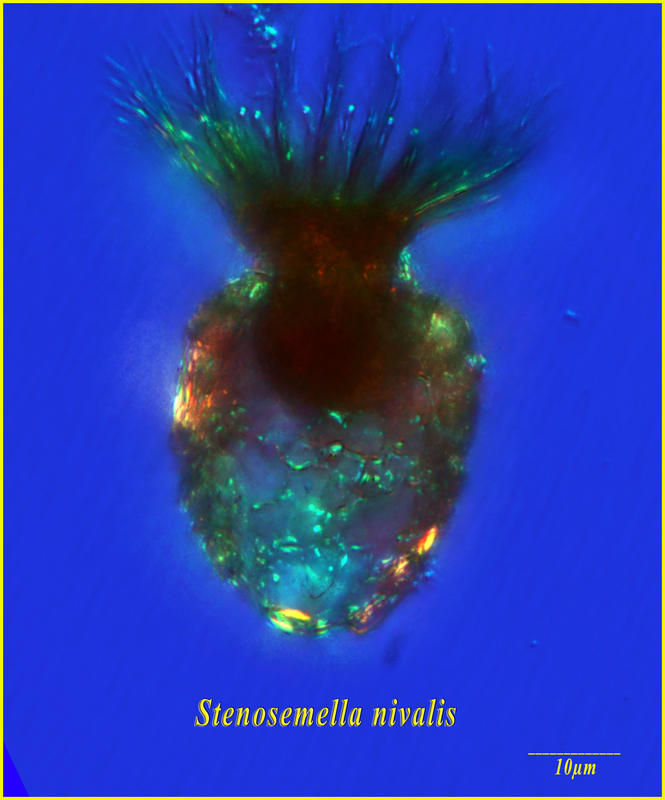 Image of Stenosemella nivalis