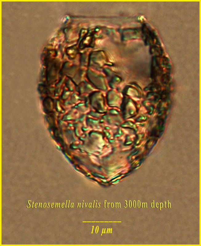 Image of Stenosemella nivalis