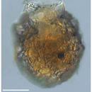 Image of Stenosemella ventricosa