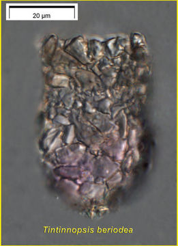 Image of Tintinnopsis beroidea