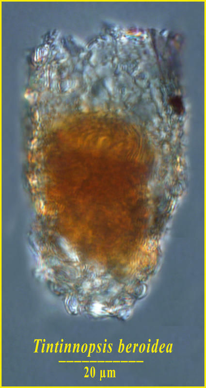 Image of Tintinnopsis beroidea