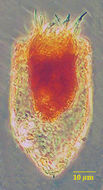 Image of Tintinnopsis beroidea