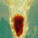 Image of <i>Tintinnopsis butschlii</i>