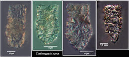 Image of Tintinnopsis nana