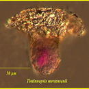 Image of Tintinnopsis mortensenii Schmidt 1902