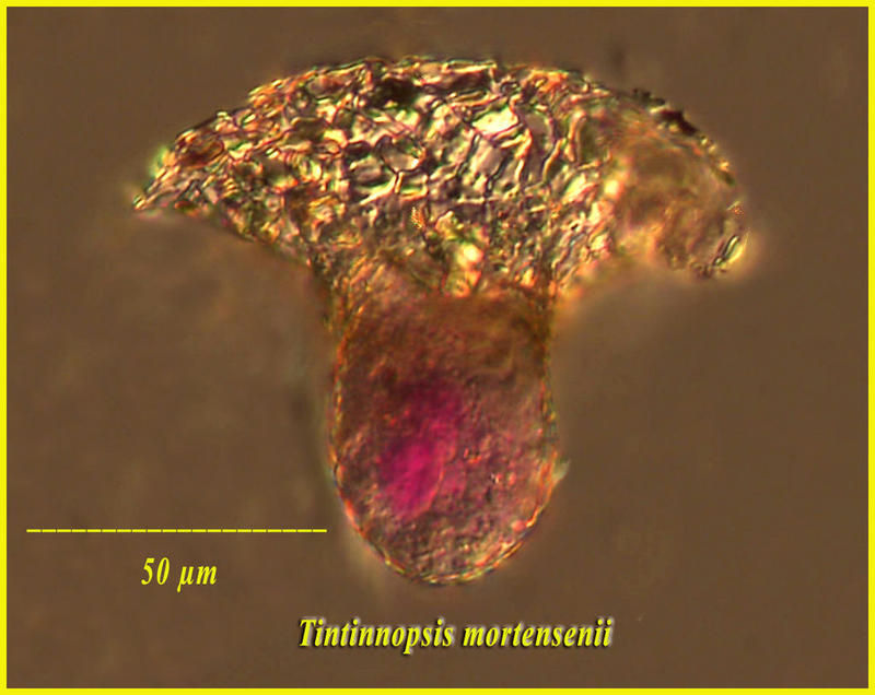 Image of Tintinnopsis mortensenii Schmidt 1902