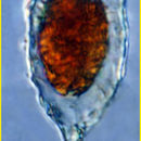 Image of Tintinnopsis nana