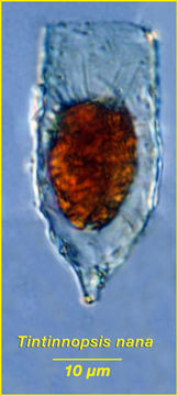 Image of Tintinnopsis nana