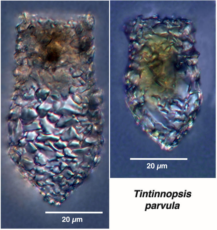 Image of Tintinnopsis parvula