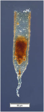 Image of Tintinnopsis radix