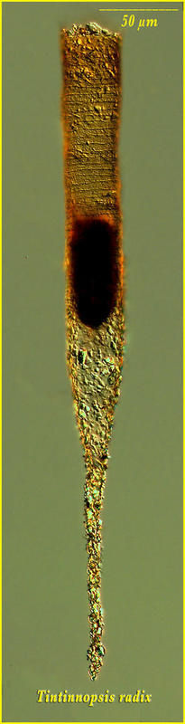 Image of Tintinnopsis radix