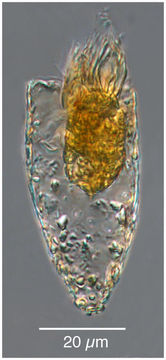 Image of Tintinnopsis rapa