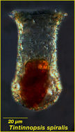 Image of Tintinnopsis spiralis Kofoid & Campbell 1929