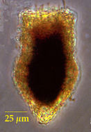 Image of Tintinnopsis subacuta