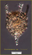 Image of Tintinnopsis tentaculata