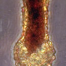 Image of Tintinnopsis tocantinensis
